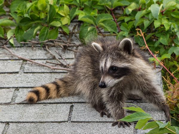 Greensboro Wildlife Removal